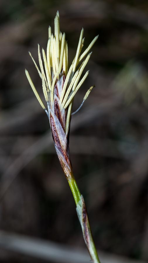 Carex humilis